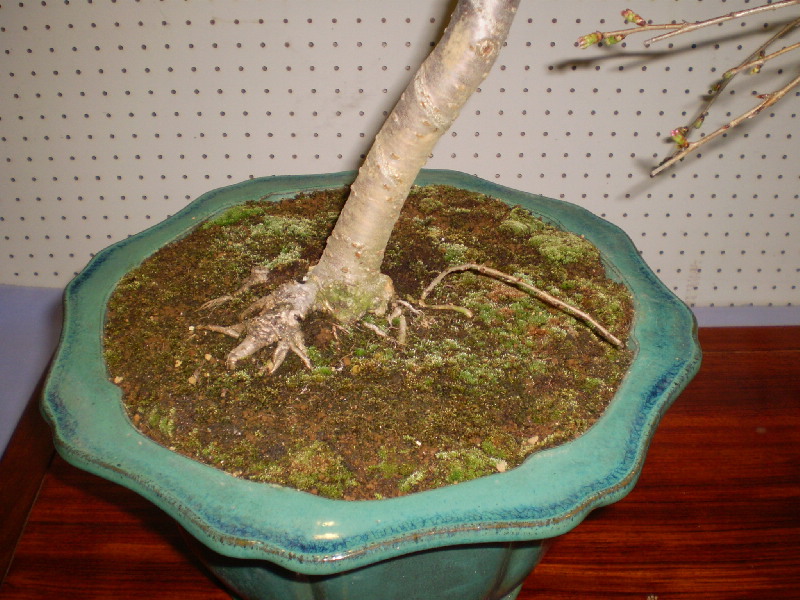 しだれ桜　大品盆栽