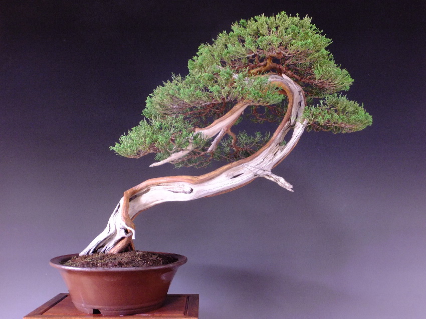 新盆栽掲載のお知らせ