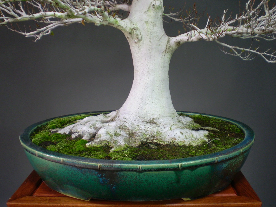 中程度の高さの盆栽ブナ 富士ブナの盆栽を販売｜盆栽妙 – 盆栽妙 本店