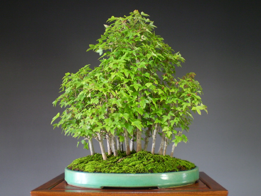 長友様専用 楓 カエデ 山紅葉 太幹 盆栽 盆栽鉢