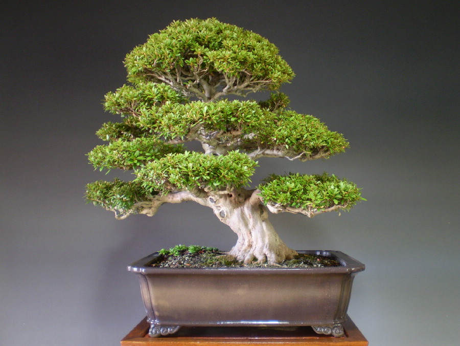 納得できる割引 専用！華厳 皐月盆栽 さつき品盆栽 サツキ盆栽 植物