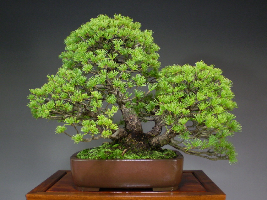 大品那須五葉松盆栽(引取限定)-