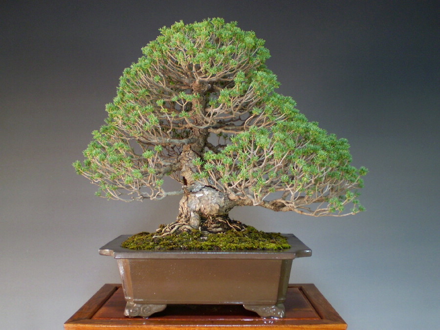激安】 盆栽 高級素材 五葉松 瑞祥 植物/観葉植物 - www.trim-a-slab.com