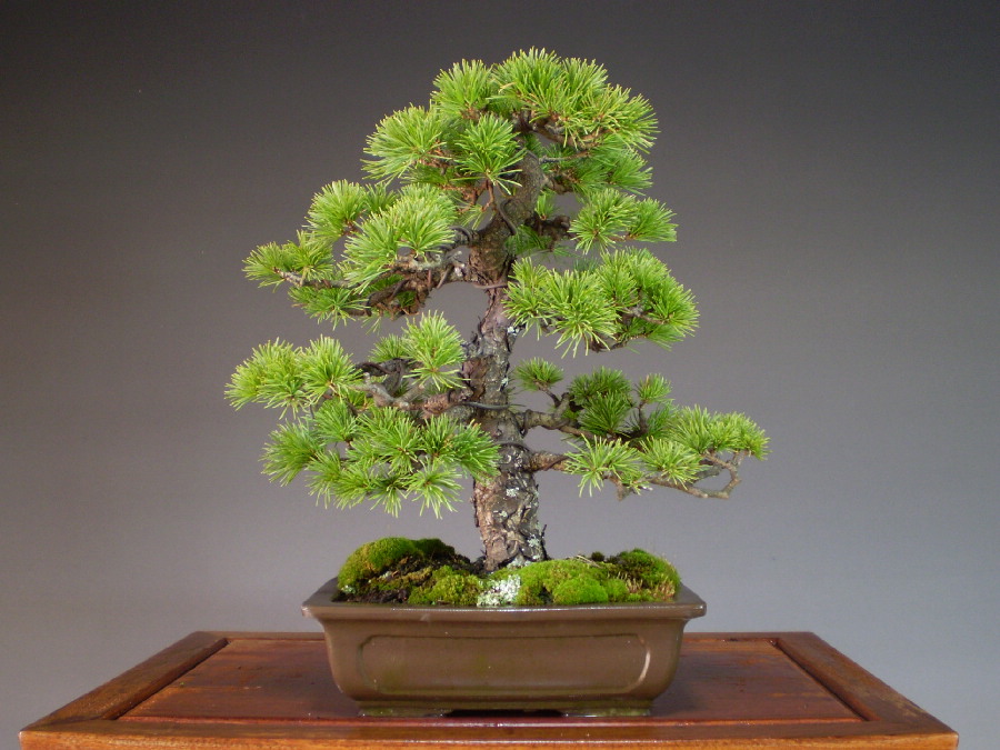 ブラウン×ピンク 那須五葉松 盆栽 - 植物/観葉植物