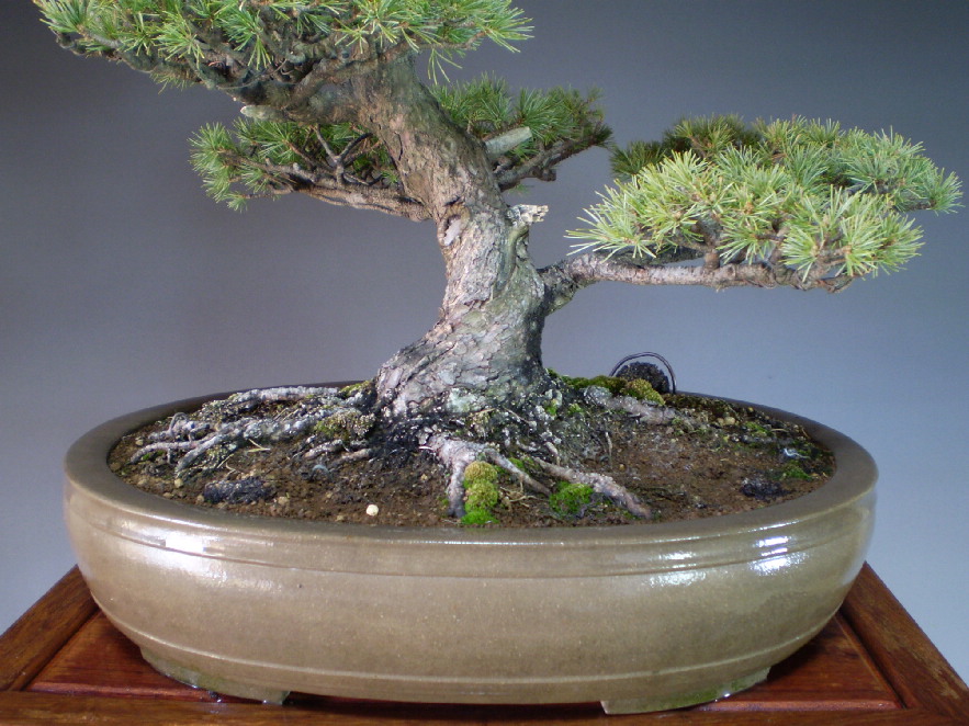 八房五葉松／那須娘 』樹高11㎝／将来性抜群／五葉松／盆栽 』