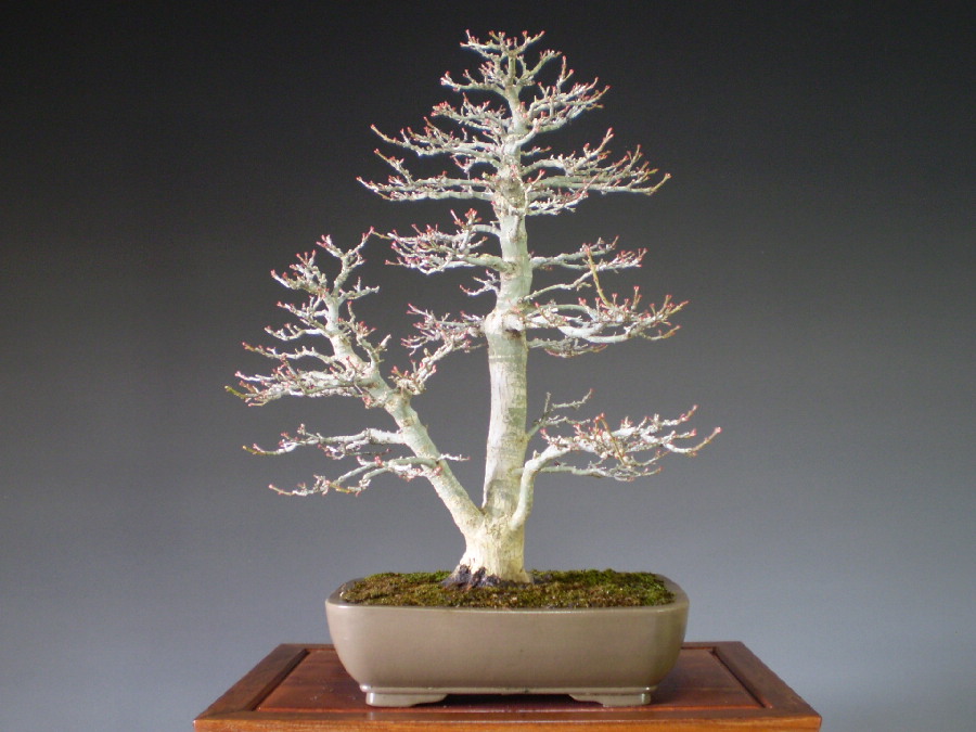 盆栽 獅子頭もみじ 樹高36cm