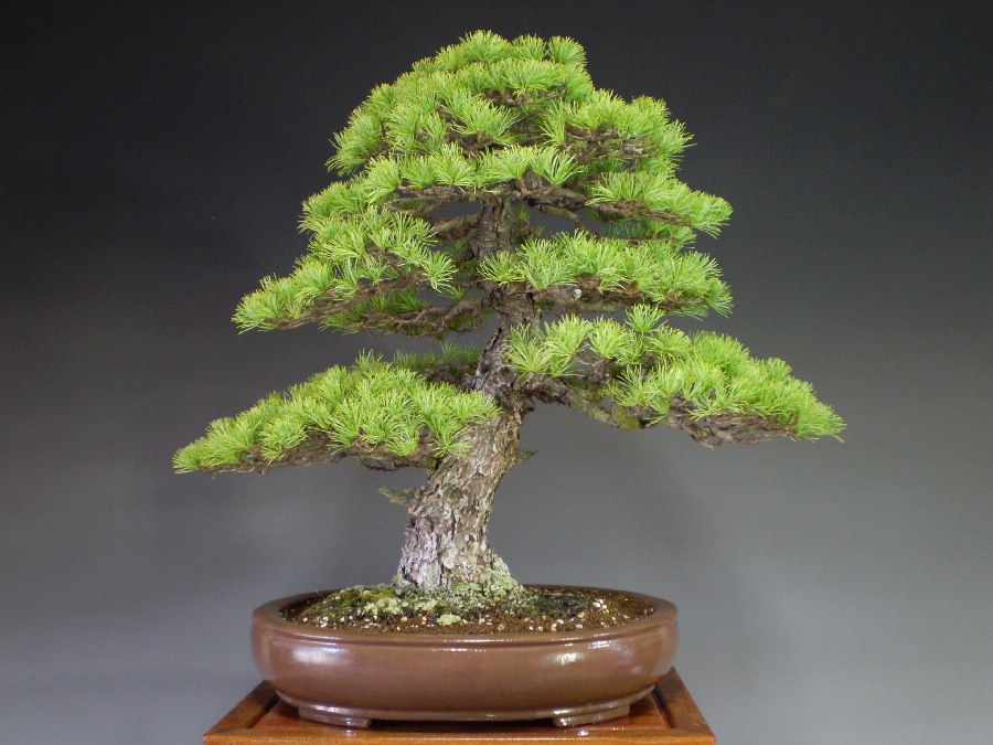 吾妻五葉松。文人造り。 吾妻五葉松文人