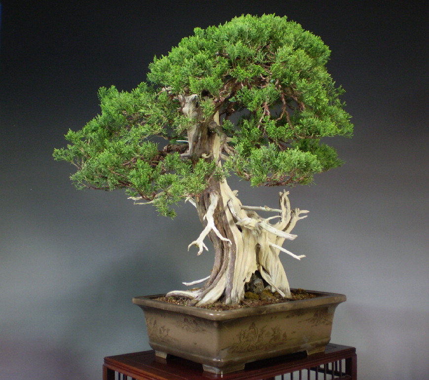 真柏 大品盆栽 銘品盆栽販売/通販 山太屋盆栽オンラインショップ