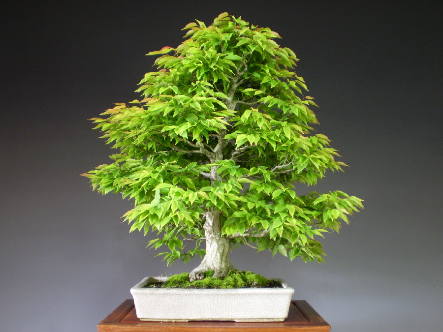 赤芽ソロ 大品盆栽 通販 販売 山太屋盆栽オンラインショップ