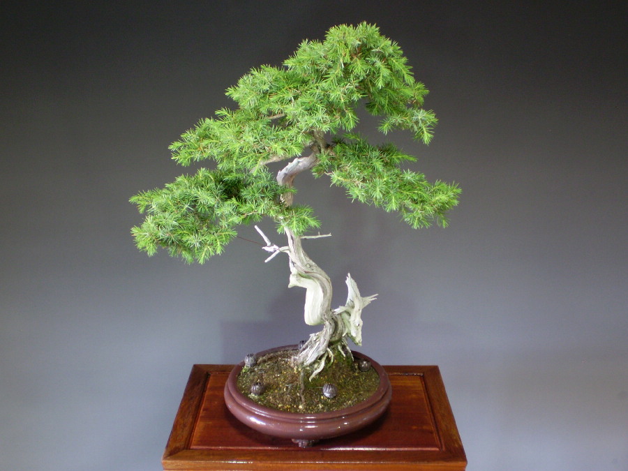 盆栽富士 杜松 山採り杜松