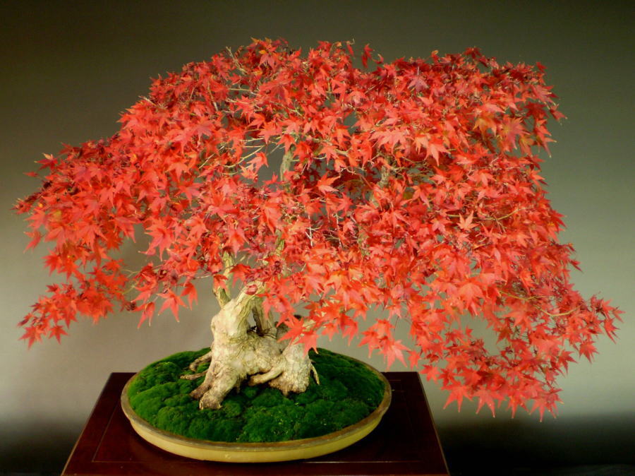 山もみじ 大物盆栽 通販 販売 山太屋盆栽オンラインショップ