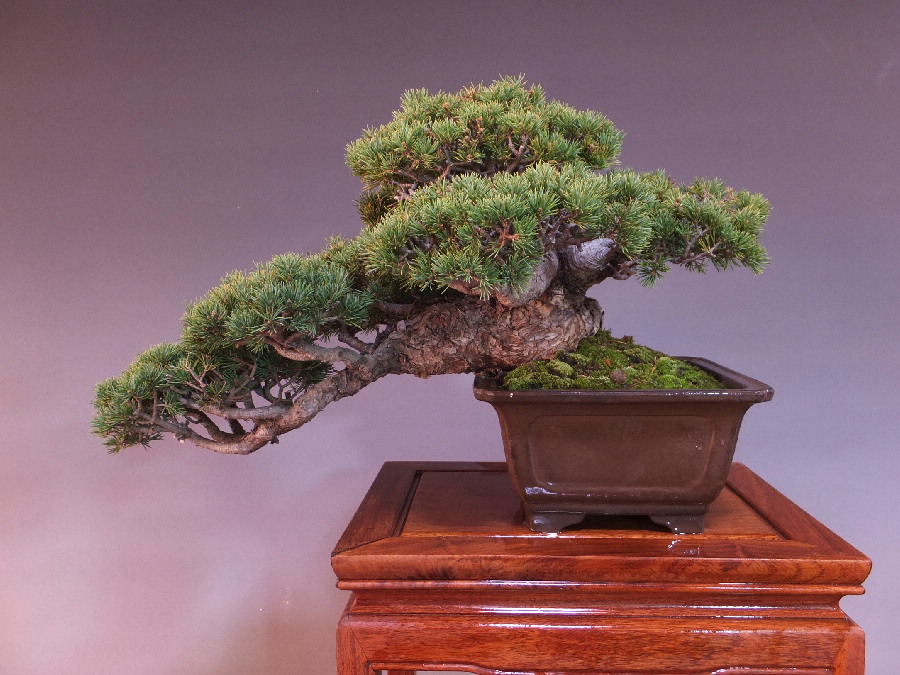 五葉松 【九重】 とても趣のある古木感あふれる銘品 1点ものの中