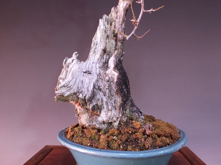 野梅 大品盆栽 販売通販 極上盆栽の山太屋盆栽オンラインショップ