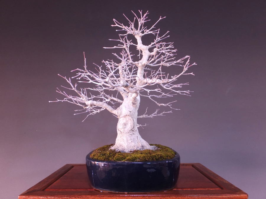 山もみじ 盆栽通販 販売 山太屋盆栽オンラインショップ