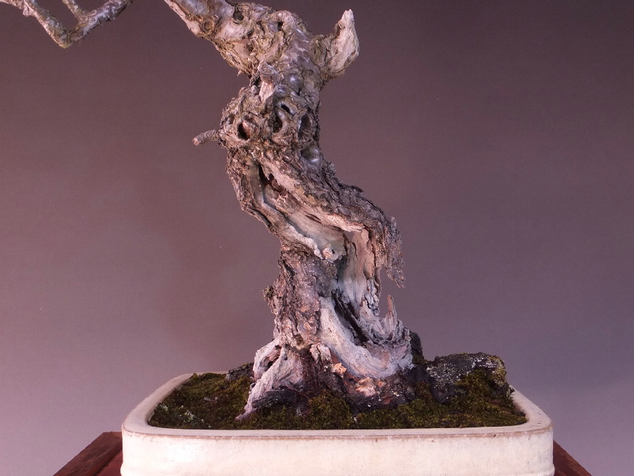 緋梅 大品盆栽 販売通販 極上盆栽の山太屋盆栽オンラインショップ