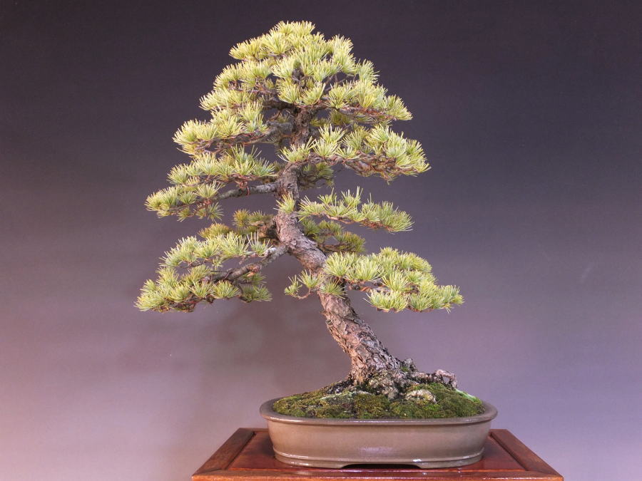 人気ショップ 【大品 五葉松盆栽】 植物/観葉植物 - education.semel