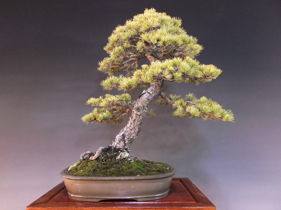 明日迄限定お値引き❗️盆栽 山採り 五葉松 斜幹 文人 大品サイズ