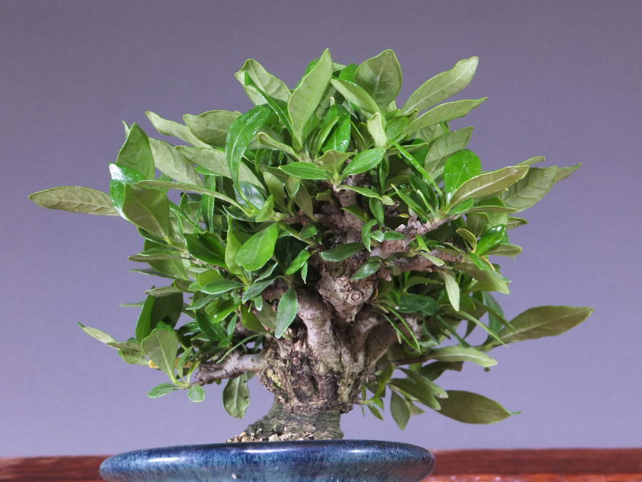 今季一番 最終値下げ 小品盆栽 クチナシ 和風小物 インテリア 観葉植物 植物 観葉植物 Muskiebreath Com