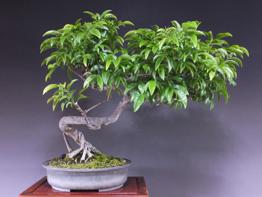 サッコウフジ 藤 大品盆栽 盆栽通販 販売 山太屋盆栽オンラインショップ