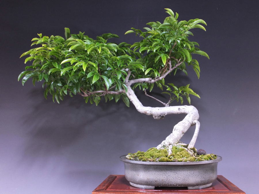 サッコウフジ 藤 大品盆栽 盆栽通販 販売 山太屋盆栽オンラインショップ