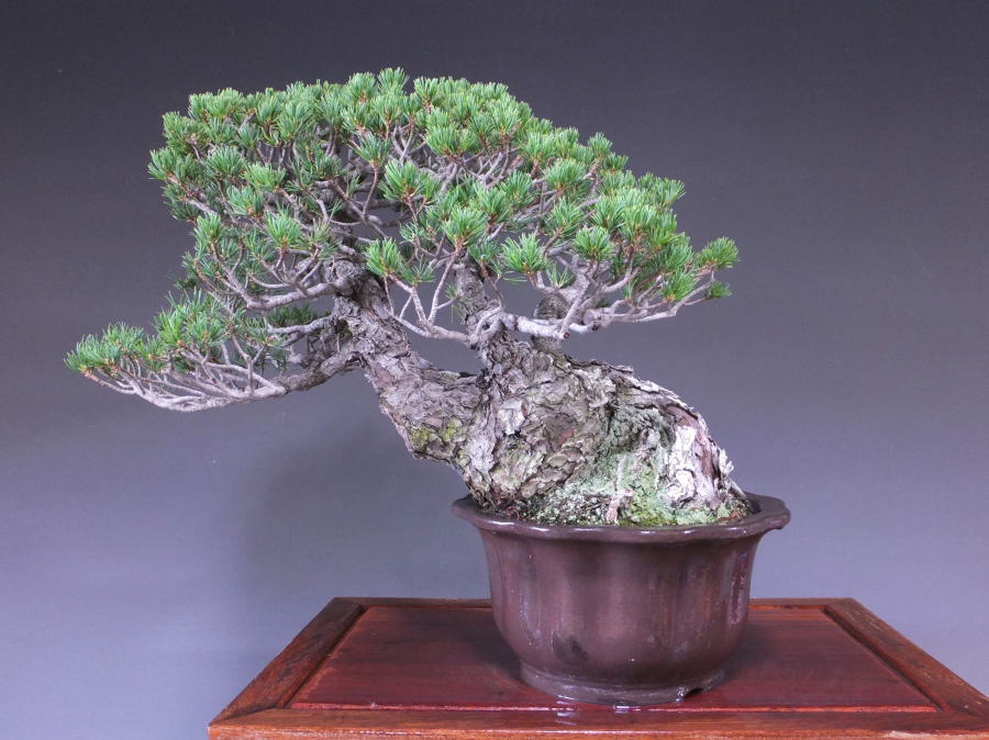 五葉松 【九重】 とても趣のある古木感あふれる銘品 1点ものの中品盆栽