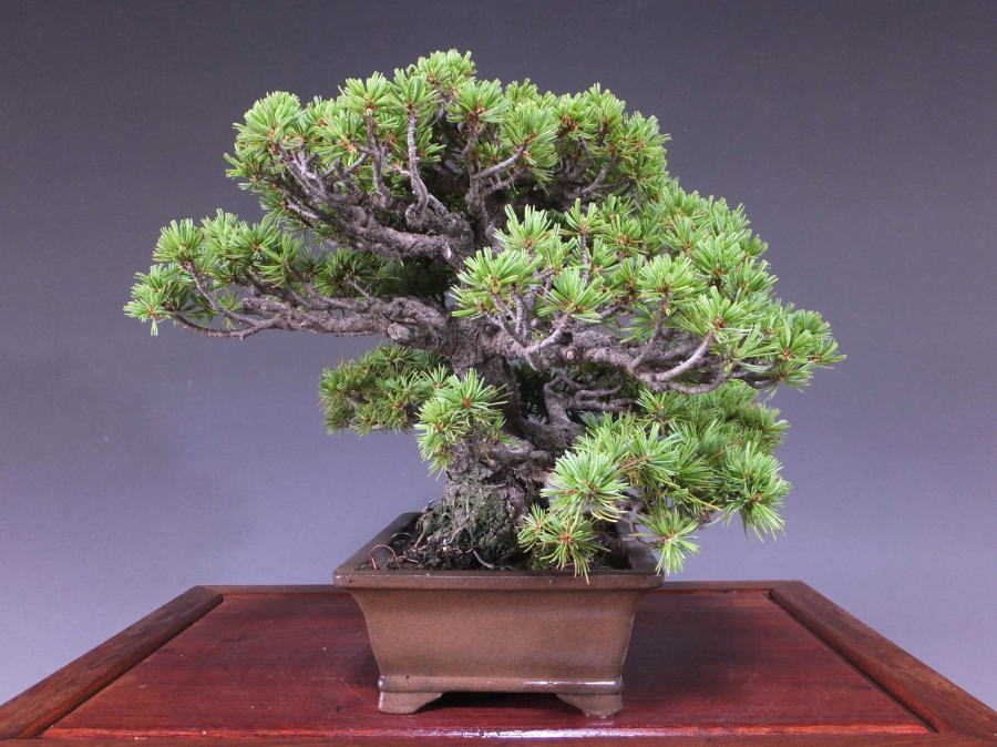 八房五葉松／明星 』素晴らしい樹形／樹高13㎝／小品盆栽／五葉松 』