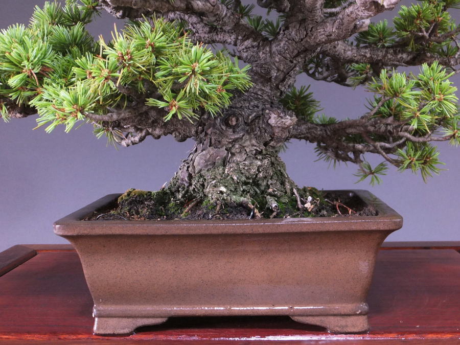 明星五葉松 盆栽販売/通販 山太屋盆栽オンラインショップ