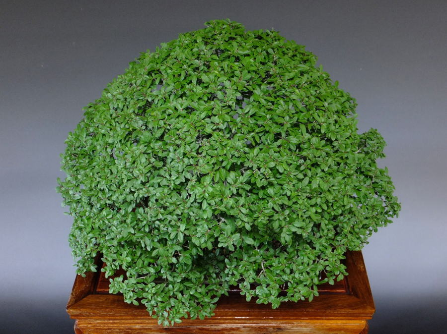 楡欅 ニレケヤキ 盆栽通販 販売 山太屋盆栽オンラインショップ
