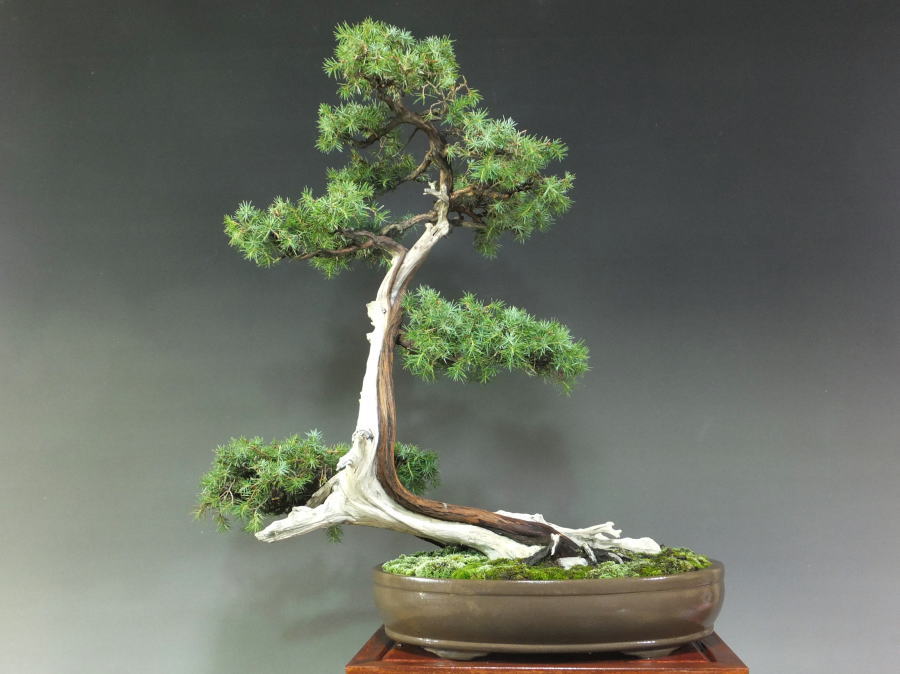 杜松 山採り 大品盆栽 販売 通販 山太屋盆栽オンラインショップ