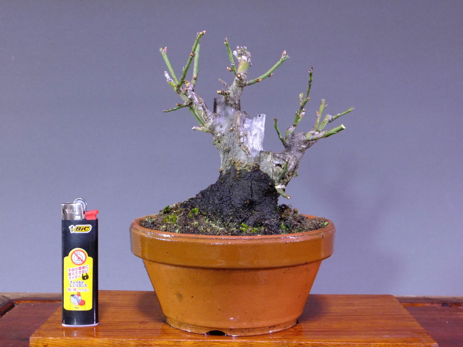 野梅 格安盆栽 今週の特選販売 山太屋盆栽オンラインショップ