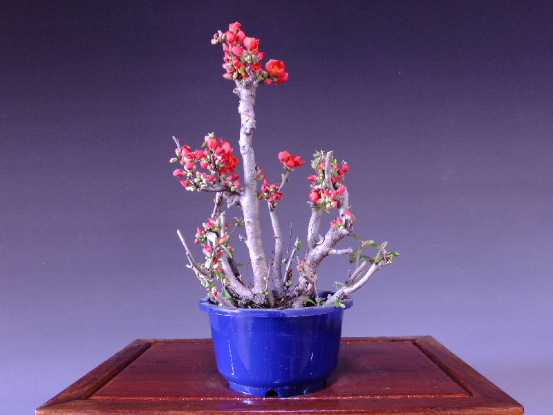 名古屋寒木瓜 格安盆栽 今週の特選販売 山太屋盆栽オンラインショップ