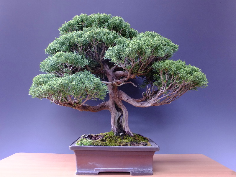 紀州真柏(きしゅうしんぱく) 盆栽素材 紀州真柏(きしゅうしんぱく) 盆栽素材 真柏盆栽 | 盆栽工房WABI