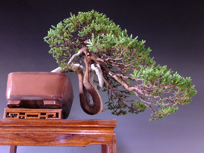 ソナレ盆栽！ ソナレ盆栽🪴 昨年思い切って枝数を減らしたソナレ 新芽が沢山出てき