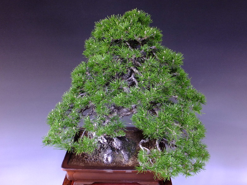 三河黒松 大品盆栽 販売 通販 卸 山太屋盆栽オンラインショップ