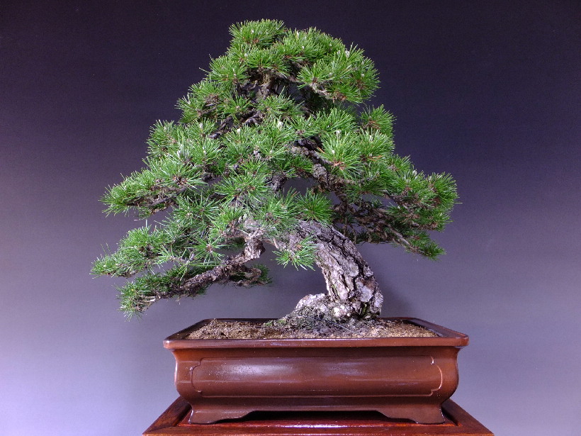 三河黒松 大品盆栽 販売 通販 卸 山太屋盆栽オンラインショップ