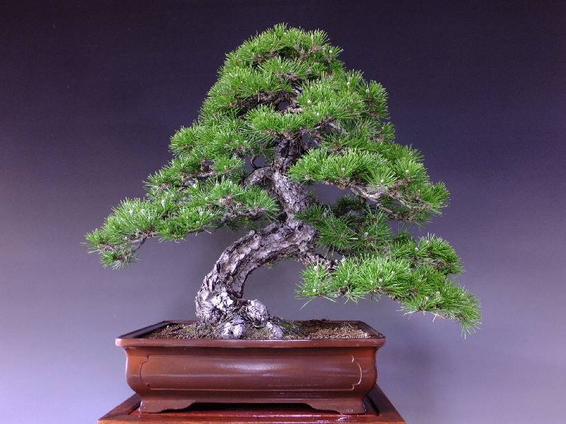 黒松 盆栽 植物 | egas.com.tr
