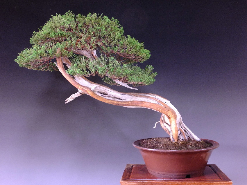 真柏　[山木捻幹模様木]　中品　 山採り 真柏[山木捻幹模様木]中品正木