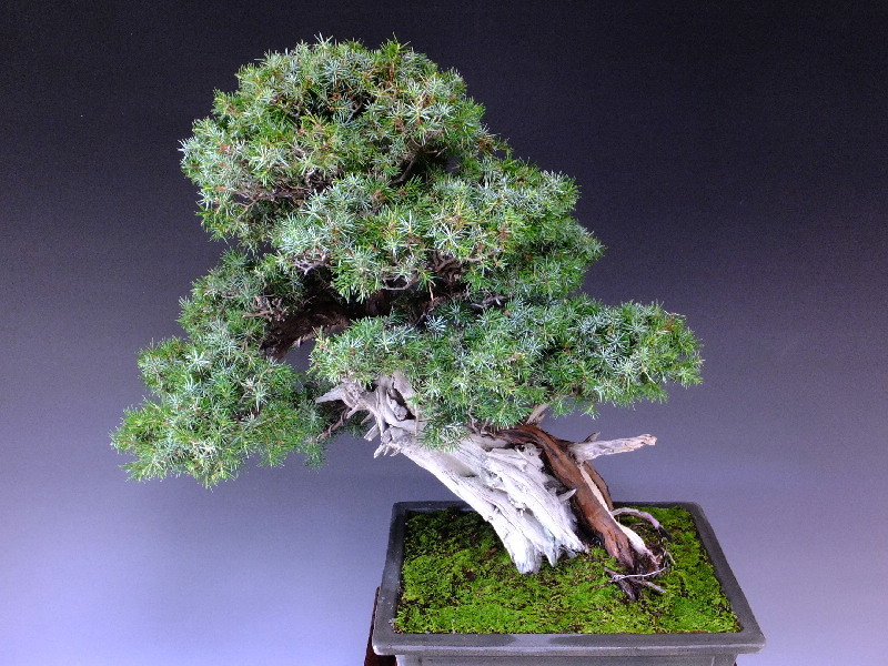盆栽富士 杜松 山採り杜松