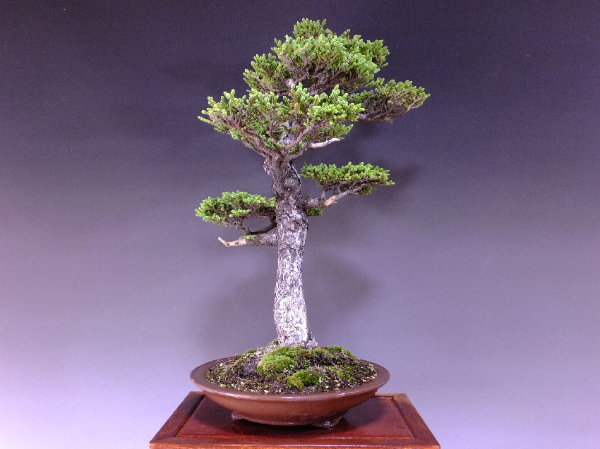 多様な 山木 三幹蝦夷松盆栽 lambda-mdl.de