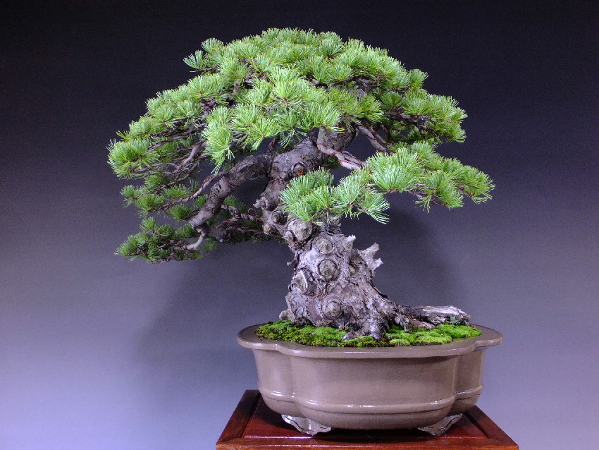 直販本物 【大品 五葉松盆栽】 laverite.mg