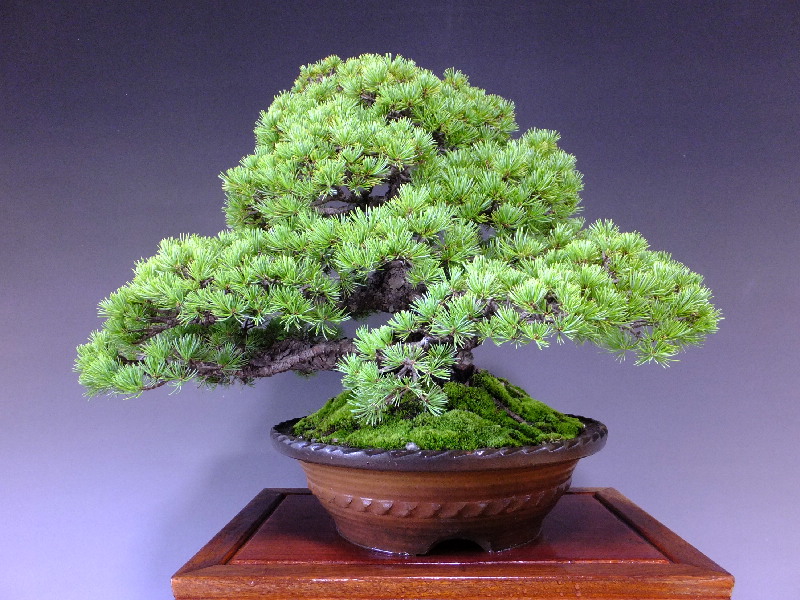 SALE／98%OFF】 那須五葉松 小品盆栽 asakusa.sub.jp