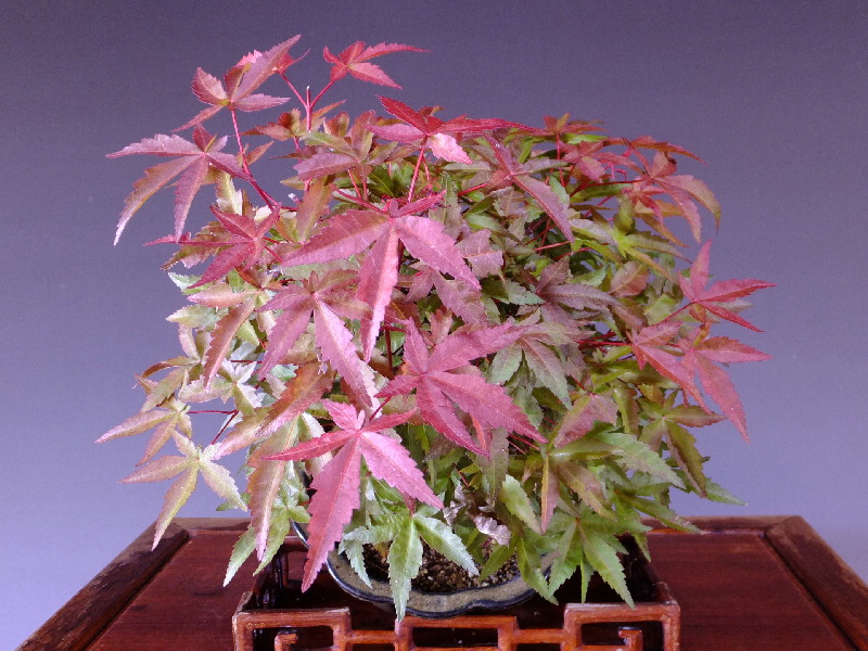 出猩々モミジ格安盆栽 今週の特選販売 山太屋盆栽オンラインショップ