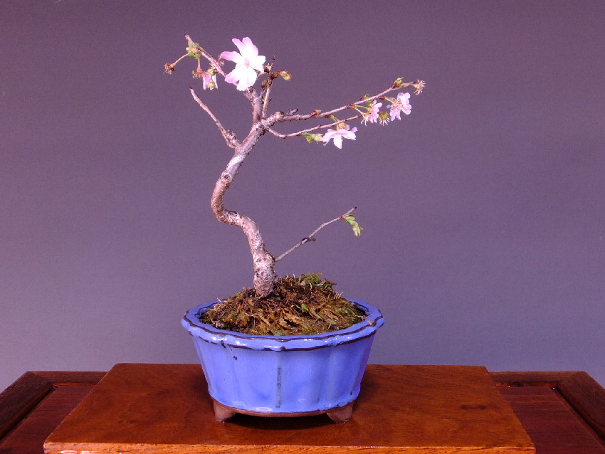 寒桜（十月桜） 小品盆栽格安盆栽（今週の特選販売）／山太屋盆栽