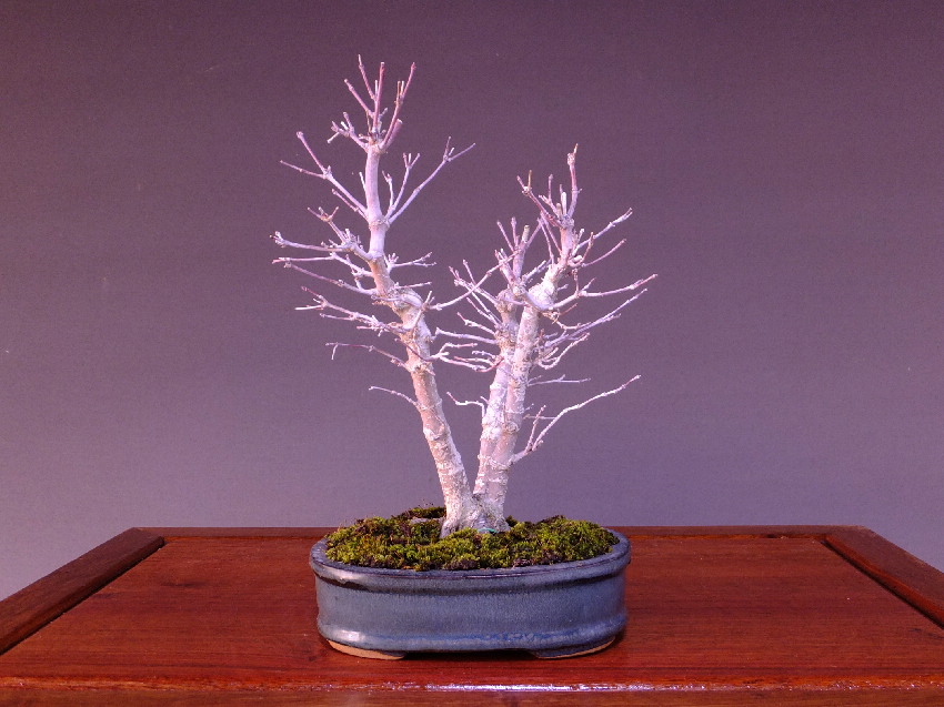 山モミジ ３幹株立 格安盆栽 今週の特選販売 山太屋盆栽オンラインショップ