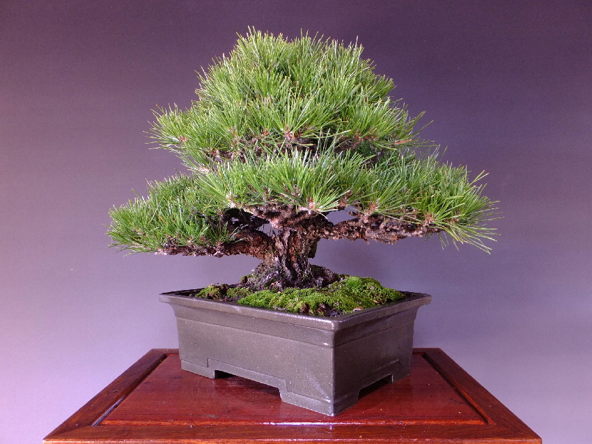 同梱不可】 神舞園/黒松/中品「値下げ中」 植物/観葉植物 - hqstore.cl