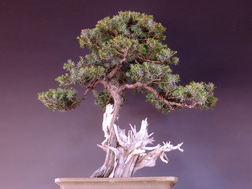 コメツガ(山採り) 盆栽 【公式通販】