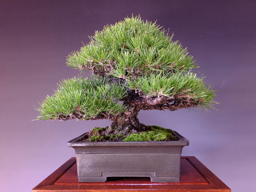 卓越 黒松 盆栽 小品 ecousarecycling.com