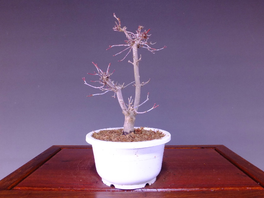 出猩々モミジ格安盆栽 今週の特選販売 山太屋盆栽オンラインショップ