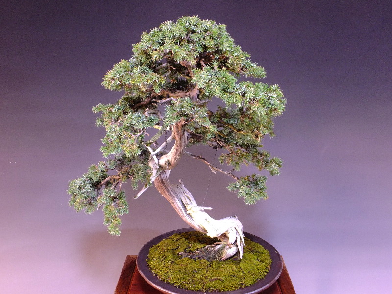 盆栽富士 杜松 山採り杜松