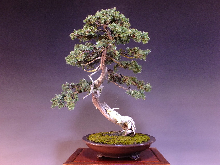 杜松盆栽」シャリ幹文人木/山採り木(420)